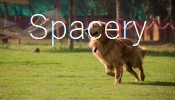spacery